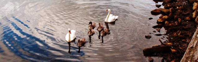 inglês em Newton Abbot com Language International